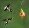 160 Purple-bibbed whitetip males (Urosticte benjamini) - Ecuador