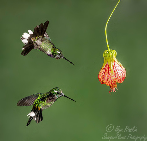 160 Purple-bibbed whitetip males (Urosticte benjamini) - Ecuador