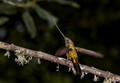 143 Sword-billed hummingbird (Ensifera ensifera) - Ecuador