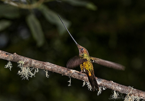 143 Sword-billed hummingbird (Ensifera ensifera) - Ecuador