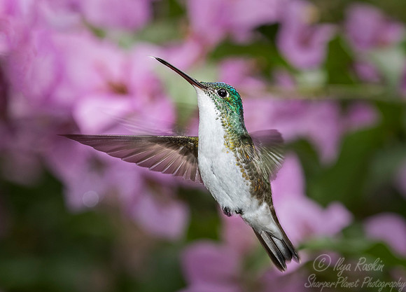 236 Andean emerald (Amazilia franciae) - Ecuador