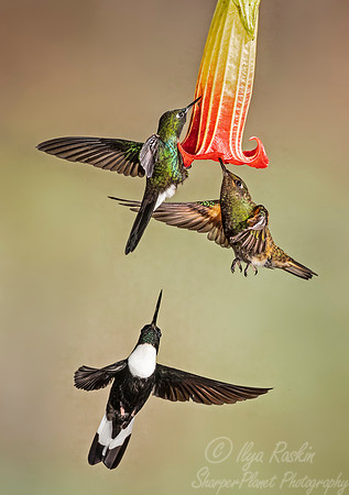 254 Buff-tailed coronet, Tourmaline sunangel and Collared inca male - Ecuador