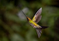 147 Sword-billed hummingbird (Ensifera ensifera) - Ecuador