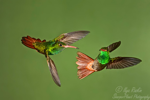 178 Rufous-tailed hummingbirds (Amazilia tzacatl) - Ecuador