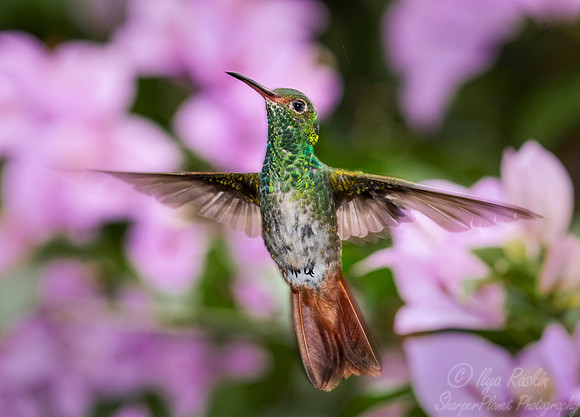 237 Rufous-tailed hummingbird (Amazilia tzacatl) - Ecuador