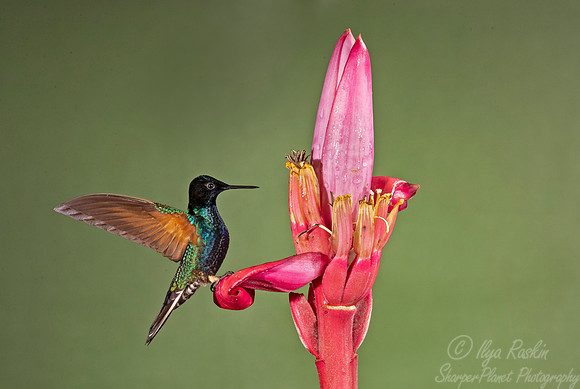 174 Velvet-purple coronet (Boissonneaua jardini) - Ecuador