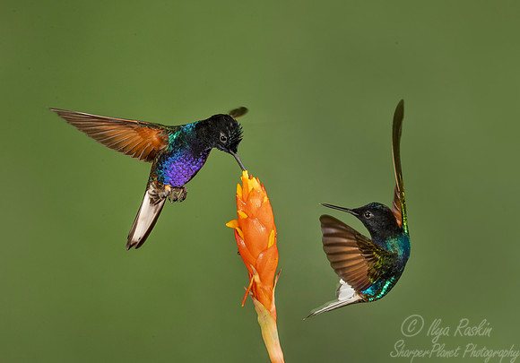 175 Velvet-purple coronets (Boissonneaua jardini) - Ecuador