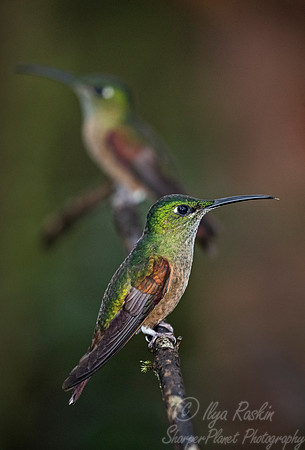 228 Fawn-breasted brilliants (Heliodoxa rubinoides) - Ecuador
