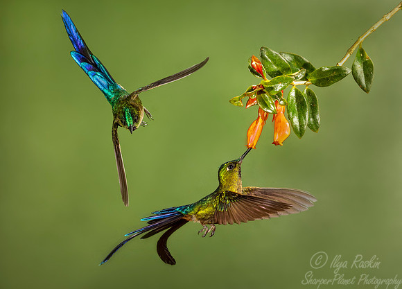 190 Violet-tailed sylphs (Aglaiocercus coelestis) - Ecuador