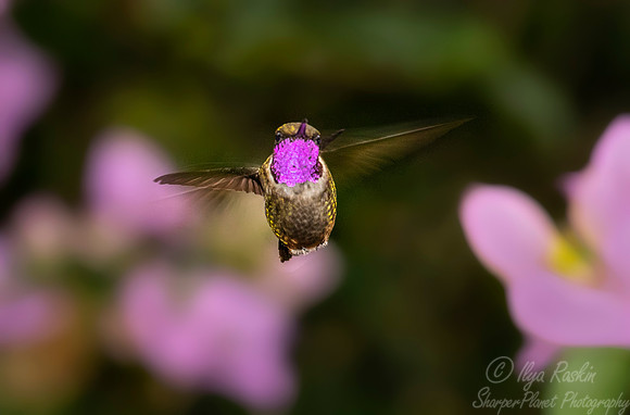 241 Purple-throated woodstar (Calliphlox mitchellii) - Ecuador