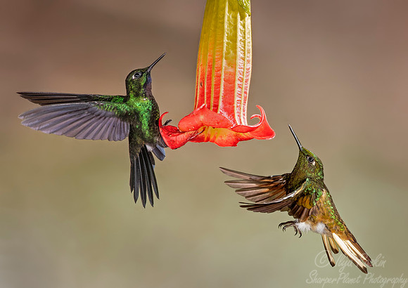 253 Buff-tailed coronet (Boissonneaua flavescens) and Tourmaline sunangel (Heliangelus exortis) - Ecuador