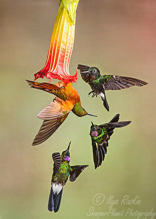 257 Tourmaline sunangels (Heliangelus exortis) and Chestnut-breasted coronet (Boissonneaua matthewsii) - Ecuador