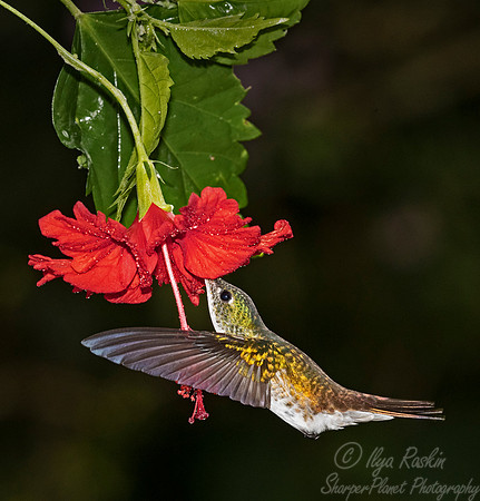 243 Andean emerald (Amazilia franciae) - Ecuador
