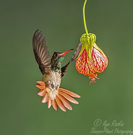 176 Rufous-tailed hummingbird (Amazilia tzacatl) - Ecuador