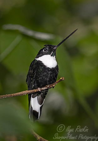 250 Collared inca male (Coeligena torquata) - Ecuador