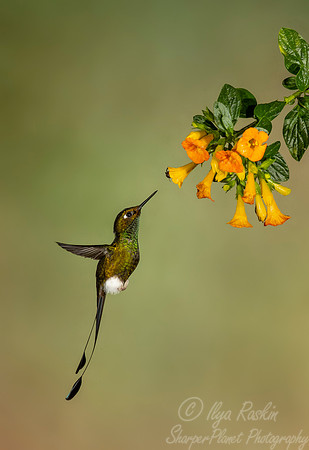 201 White-booted racket-tail male (Ocreatus underwoodii) - Ecuador