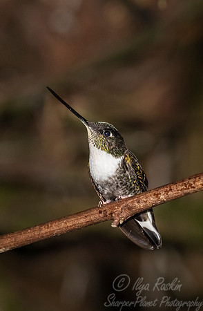 248 Collared inca female (Coeligena torquata) - Ecuador