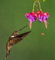 154 Brown inca (Coeligena wilsoni) - Ecuador
