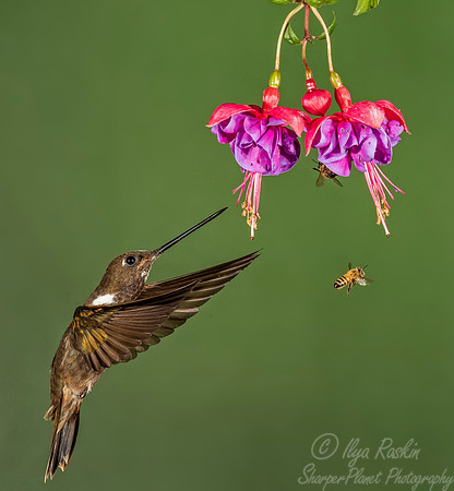 154 Brown inca (Coeligena wilsoni) - Ecuador