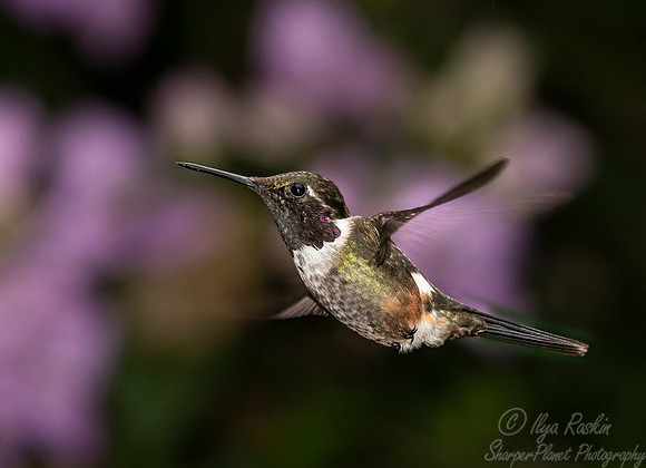240 Purple-throated woodstar (Calliphlox mitchellii) - Ecuador
