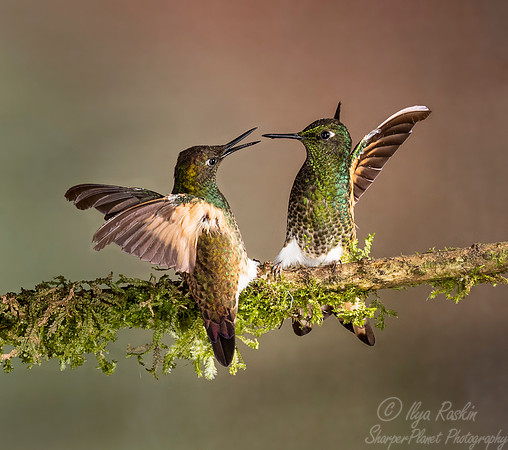 275 Buff-tailed coronets (Boissonneaua flavescens) - Ecuador
