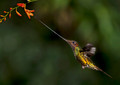 146 Sword-billed hummingbird (Ensifera ensifera) - Ecuador