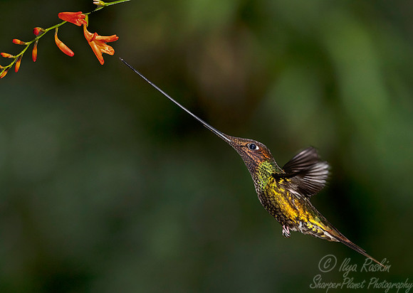 146 Sword-billed hummingbird (Ensifera ensifera) - Ecuador