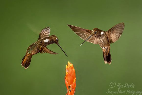 155 Brown incas (Coeligena wilsoni) - Ecuador