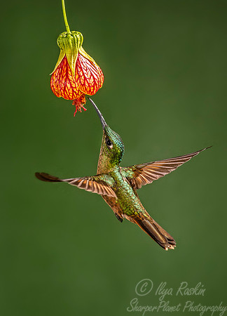 180 Fawn-breasted brilliant (Heliodoxa rubinoides) - Ecuador