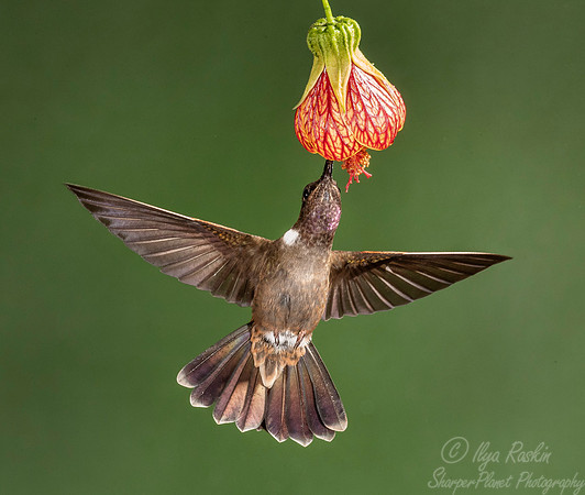 153 Brown inca (Coeligena wilsoni) - Ecuador