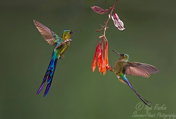 183 Violet-tailed sylphs (Aglaiocercus coelestis) - Ecuador