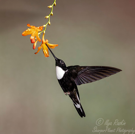 259 Collared inca male (Coeligena torquata) - Ecuador