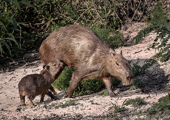 184 Capybaras (Hydrochoerus hydrochaeris) - Pantanal Brazil