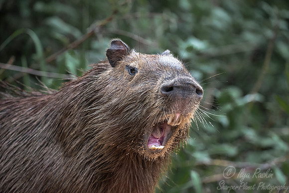 183 Capybara (Hydrochoerus hydrochaeris) - Pantanal Brazil