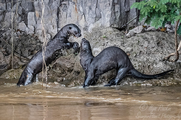 173 Giant Otters (Pteronura brasiliensis) - Pantanal Brazil