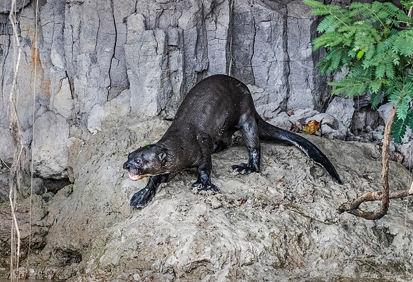 174 Giant Otter (Pteronura brasiliensis) - Pantanal Brazil
