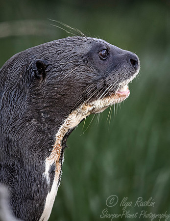 177 Giant Otter (Pteronura brasiliensis) - Pantanal Brazil