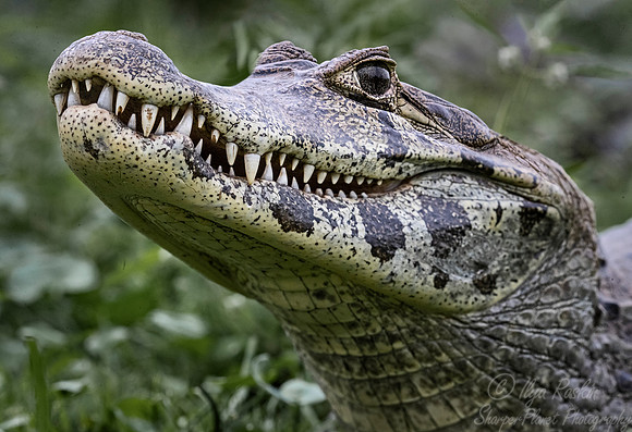 141 Yacare Caiman (Caiman yacare) - Pantanal Brazil