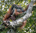 133 Bornean orangutan (Pongo pygmaeus) - Tuanan Research Station Indonesia