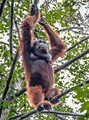 125 Bornean orangutan (Pongo pygmaeus) - Tuanan Research Station Indonesia