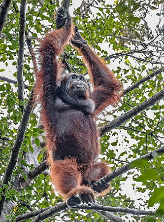 125 Bornean orangutan (Pongo pygmaeus) - Tuanan Research Station Indonesia