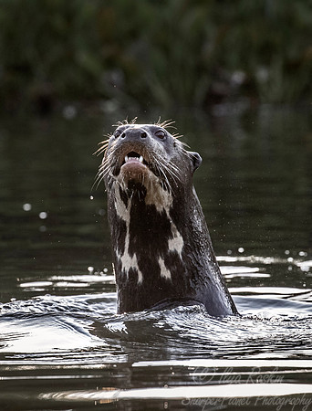 175 Giant Otter (Pteronura brasiliensis) - Pantanal Brazil