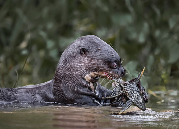 181Giant Otter (Pteronura brasiliensis) - Pantanal Brazil