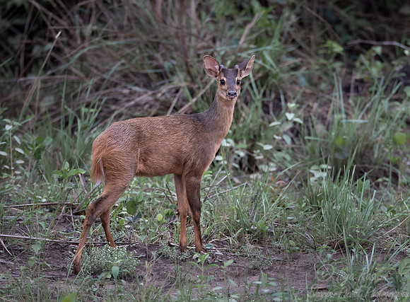 217 Amazonian Brown Brocket (Mazama nemorivaga) - Pantanal Brazil
