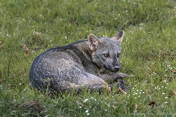 354 Crab-eating Fox (Cerdocyon thous) - Pantanal Brazil