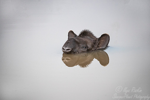 129 South American Tapir (Tapirus terrestris) - Pantanal Brazil
