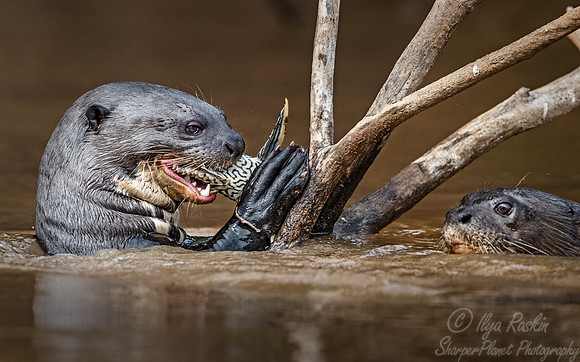 180 Giant Otters (Pteronura brasiliensis) - Pantanal Brazil