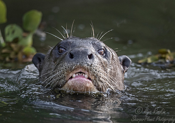 176 Giant Otter (Pteronura brasiliensis) - Pantanal Brazil