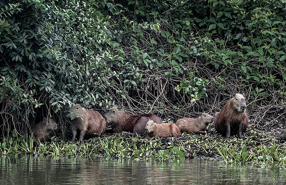 186 Capybaras (Hydrochoerus hydrochaeris) - Pantanal Brazil