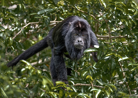 122 Black Howler male (Alouatta caraya) - Pantanal Brazil